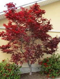 درختچه افرا قرمز ایستاده (ژاپنی)
